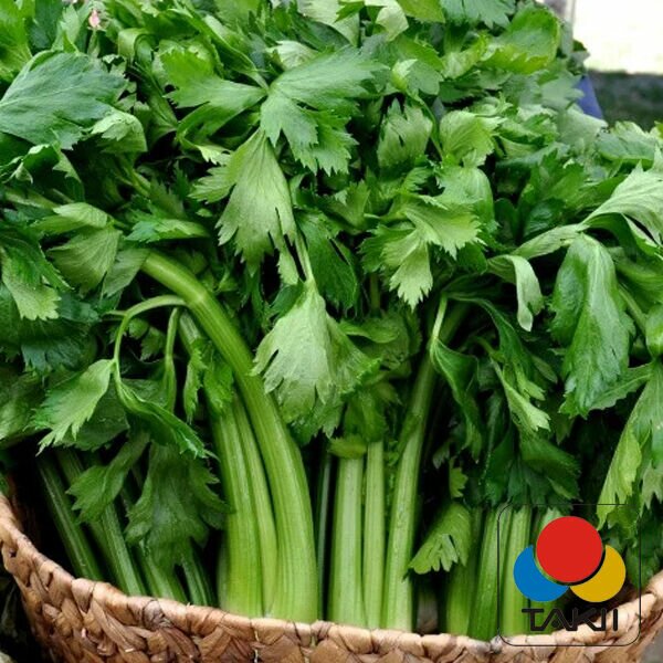 ДАРКЛЕТ F1 / DARKLET F1 - семена сельдерея, Takii Seeds