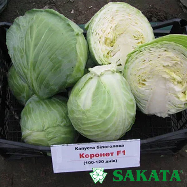 КОРОНЕТ F1 / KORONET F1 - насіння білоголової капусти, Sakata