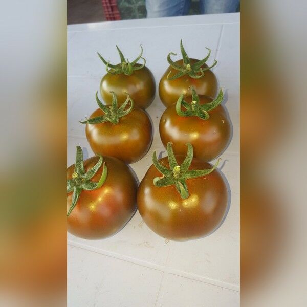 СИЛИВРИ F1 / SILIVRI F1 - семена томата (помидора), LibraSeeds
