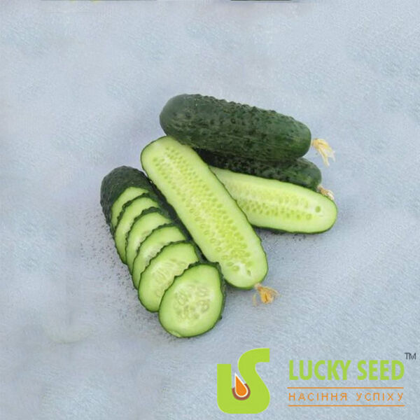 АЗАРТ F1 / AZART F1 - насіння огірка, Lucky Seed