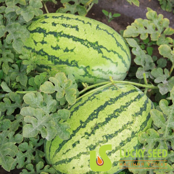 АСТЕРИКС (ЛС 1805) F1 / ASTERIKS (LS 1805) F1 - семена арбуза, Lucky Seed