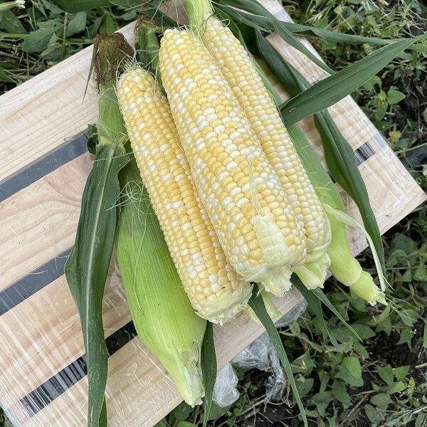 ЕСКОРТ F1 / ESKORT F1 - насіння цукрової кукурудзи, Spark Seeds