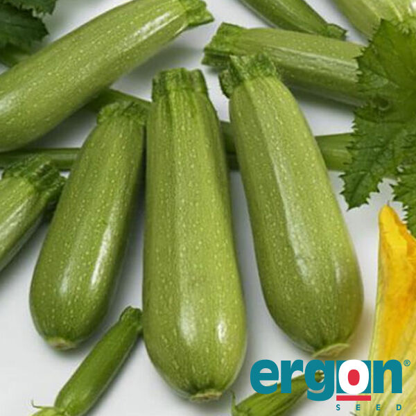 ЕС 621 F1 / ES 621 F1 - насіння кабачка, Ergon Seed
