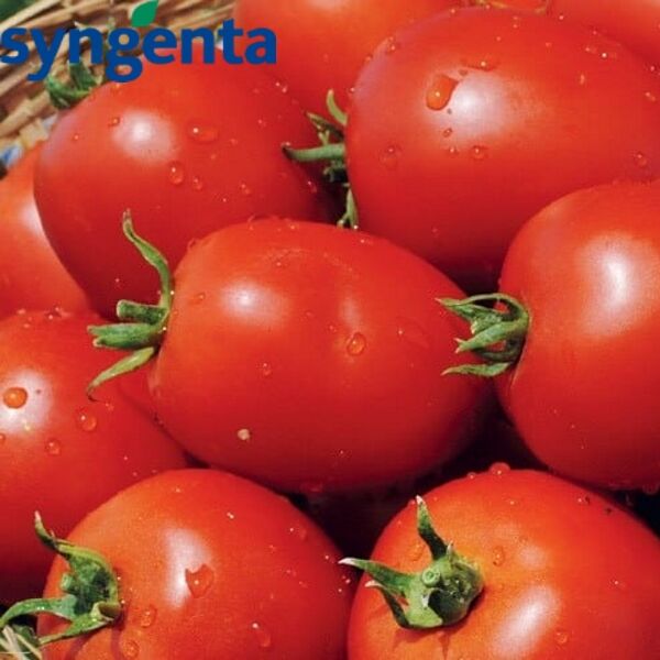 НАМИБ F1 / NAMIB F1 - семена детерминантного томата, Syngenta