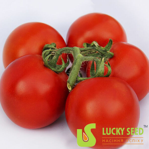 LS 1137 - семена томата (помидора), Lucky Seed