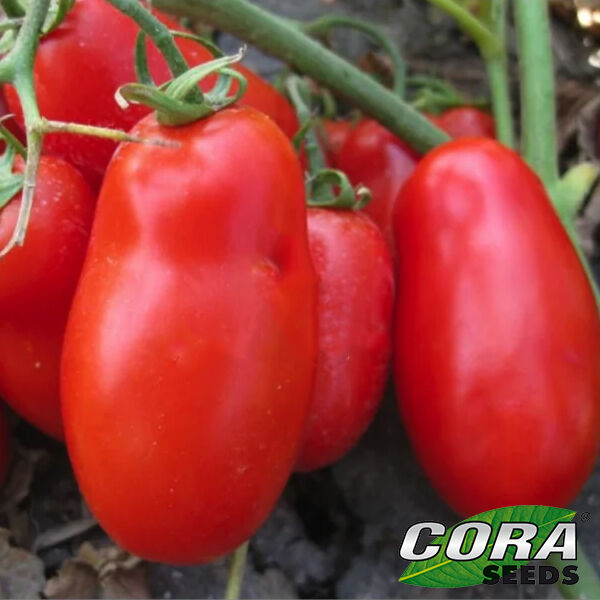 ФЛЕНДЕР F1 / FLENDER F1 - насіння томата (помідора), Cora Seeds