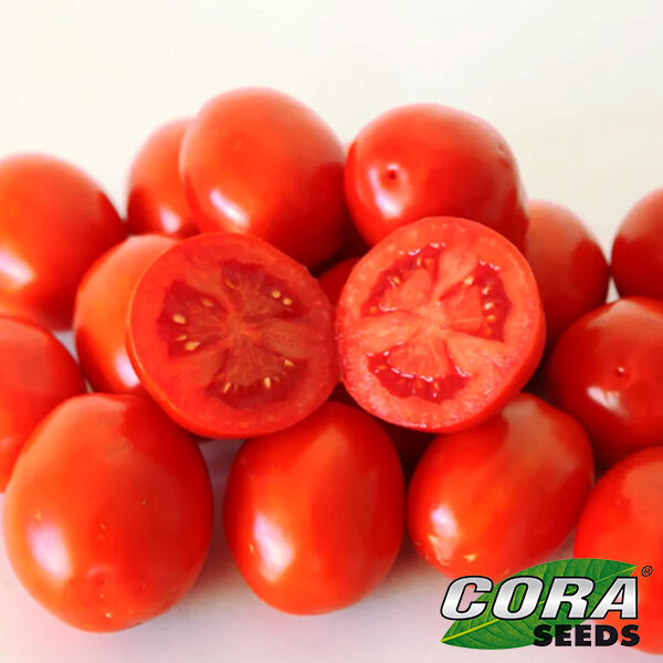 АЛЬБАРОССА F1 / ALBAROSSA F1 - насіння томата (помідора), Cora Seeds