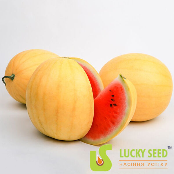 ЗОЛОТИЙ ВОГНИК (ЛС 1820) F1 / ZOLOTOI OGONEK (LS 1820) F1 - насіння кавуна, Lucky Seed