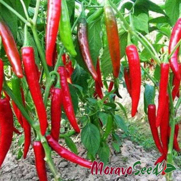 ХАРИЕТ / HARIET - семена перца, Moravoseed