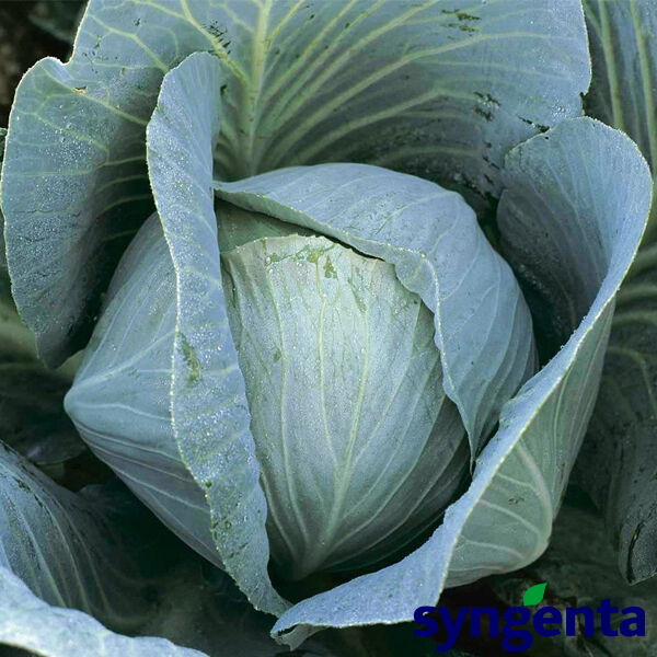 НОВАТОР F1 / NOVATOR F1 - семена белокочанной капусты, Syngenta