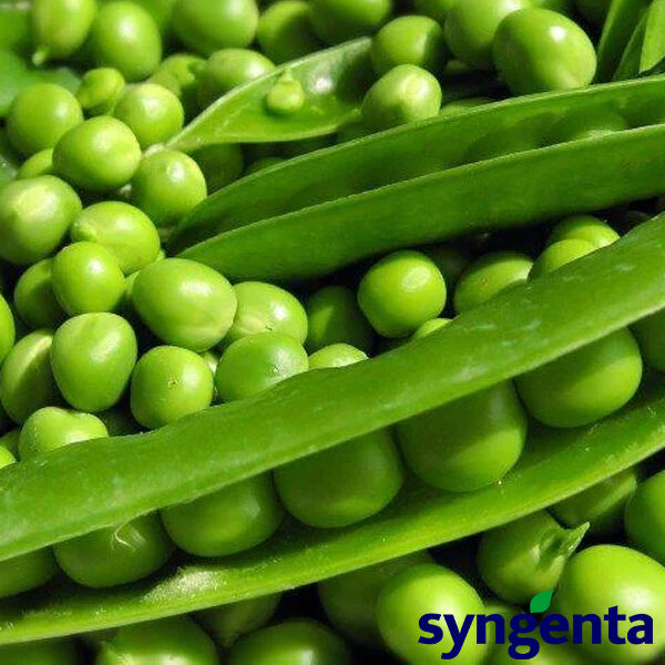 БІНГО / BINGO - насіння гороху, Syngenta