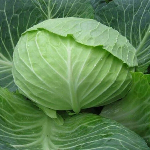ОТМ КІНГ F1 / AUTUMN KING F1 - насіння білоголової капусти, Takii Seeds