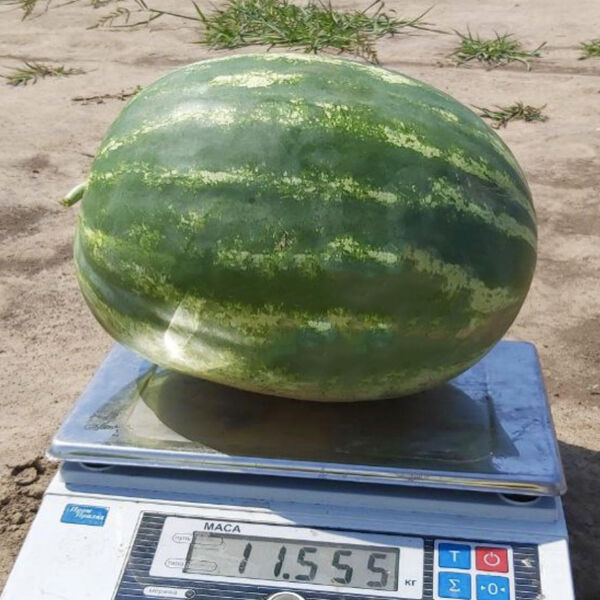 БОМБЕЙРО F1 / BOMBEIRO F1 - насіння кавуна, Hazera