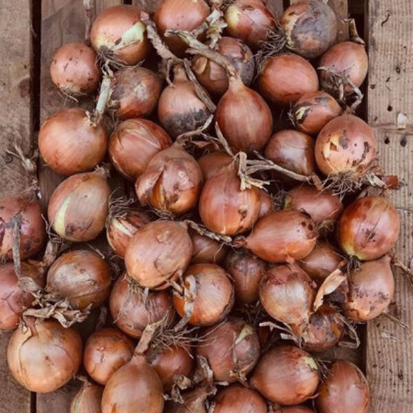 БОРНЕО F1 / BORNEO F1 - насіння цибулі, Takii Seeds