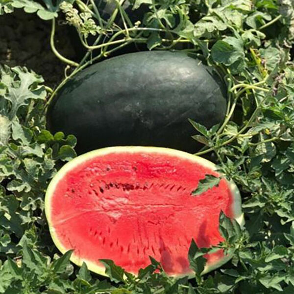 ЦРХ 10510 F1 / CRX 10510 F1 - семена арбуза, Cora Seeds