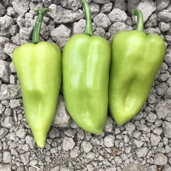 ЦРХ 69110 F1 / CRX 69110 F1 - насіння перцю, Cora Seeds