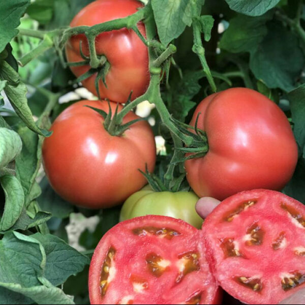 ЦРХ 78951 F1 / CRX 78951 F1 - насіння томата (помідор), Cora Seeds
