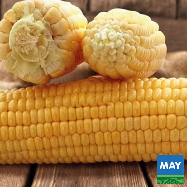 ТАНЕМ (ДИМАКС) F1 / TANEM (DIMAKS) F1 - семена сахарной кукурузы, May Seeds