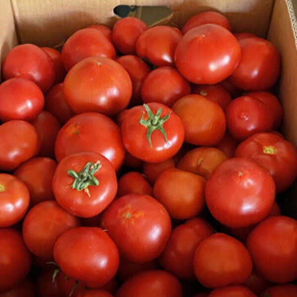 Ф155 F1 / F155 F1 - семена томата (помидора), Spark Seeds
