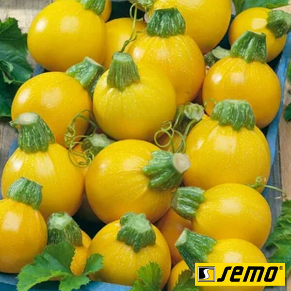 ГОЛД БОЛЛ F1 / GOLD BALL F1 - семена кабачка, Semo