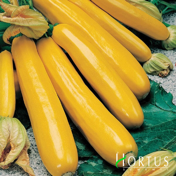 ГОЛДЕН ЦУКІНІ / GOLDEN TCUKINI - насіння кабачка, Hortus