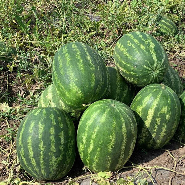 ГРІН ДЖАР F1 / GREEN JAR F1 - насіння кавуна, Seminis