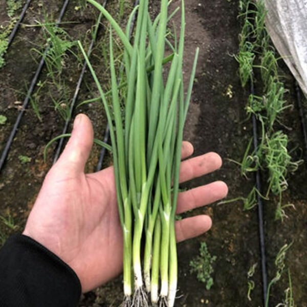 ГРІНПІК F1 / GREENPIK F1 - насіння цибулі, Spark Seeds