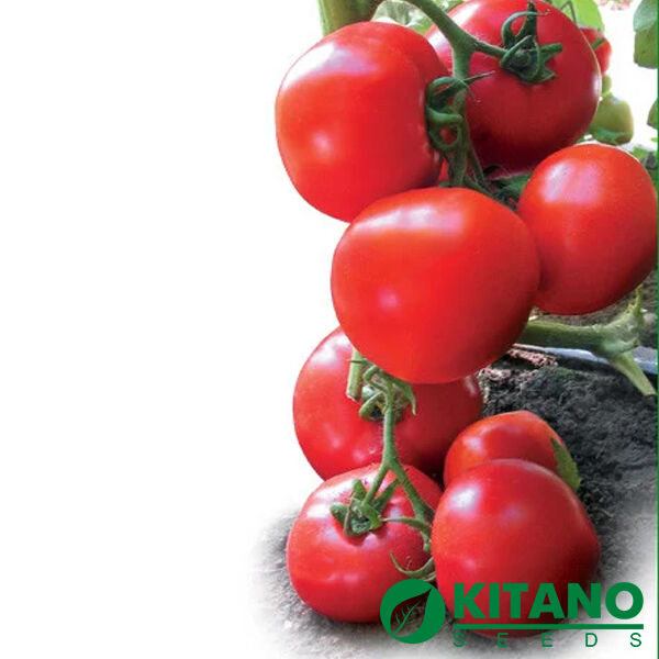 ЯДВІГА F1 / JADVIGA F1 - насіння томата (помідора), Kitano Seeds