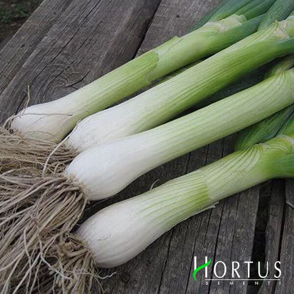 ЯПОНСЬКА / JAPANESE - насіння цибулі, Hortus