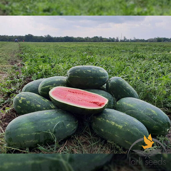 ЮММІ F1 / JUMMI F1 - насіння кавуна, Lark Seeds