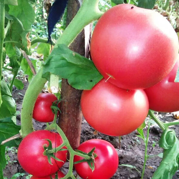 КАСАМОРІ F1 / KASAMORI F1 - насіння томата (помідора), Kitano Seeds