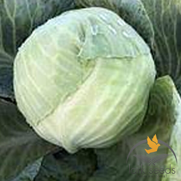 КЕНТУККІ F1 / KENTUKKI F1 - насіння білоголової капусти, Lark Seeds