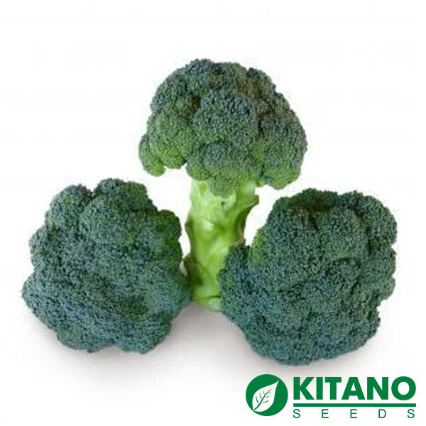 КЕЗИ F1 / KEZZI F1 - семена капусты броколли, Kitano Seeds