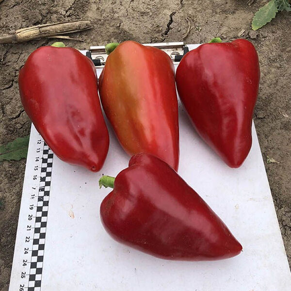 КОЛЬТ F1 / KOLT F1 - насіння перцю, Spark Seeds