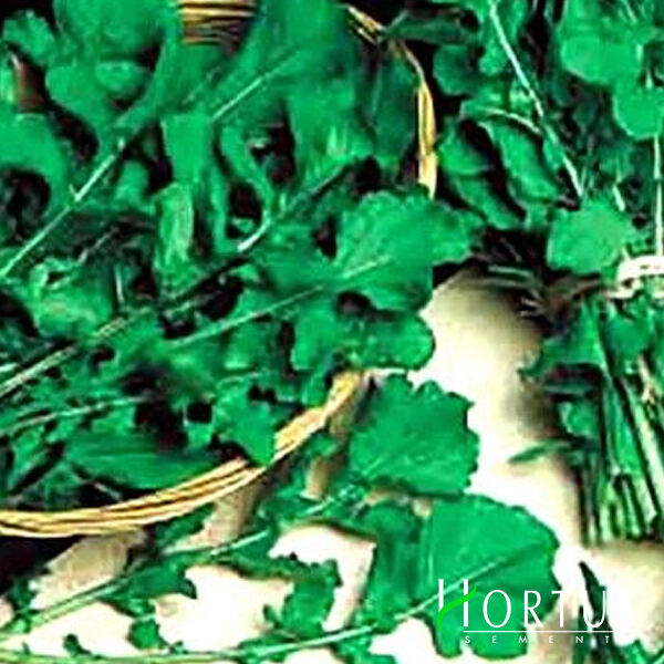 КОЛТІВАТА / KOLTIVATA - насіння руколи, Hortus