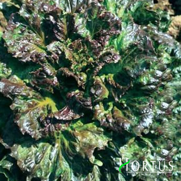 КОНЕЛЬЯНО РЕД / KONELIANO RED - насіння салату, Hortus