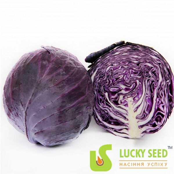 КОРНЕТ F1 / KORNET F1 - семена краснокачанной капусты, Lucky Seed