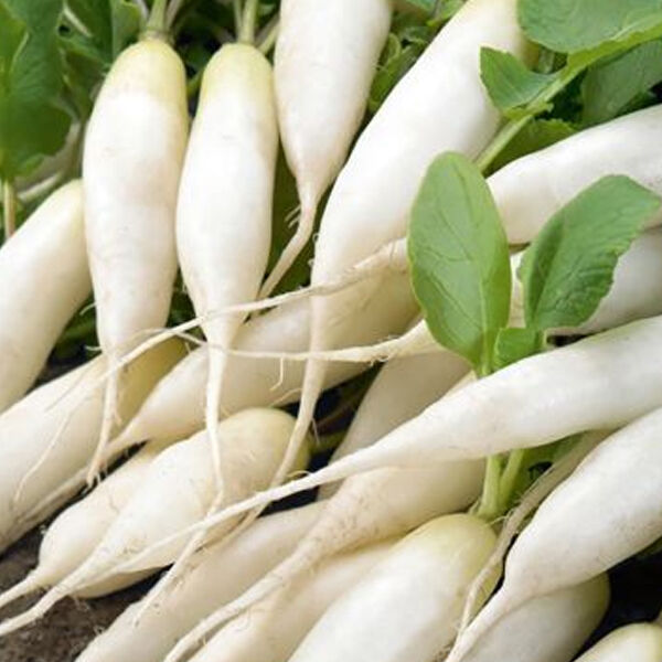 КС 100 F1 / KS 100 F1 - насіння редьки, Kitano Seeds