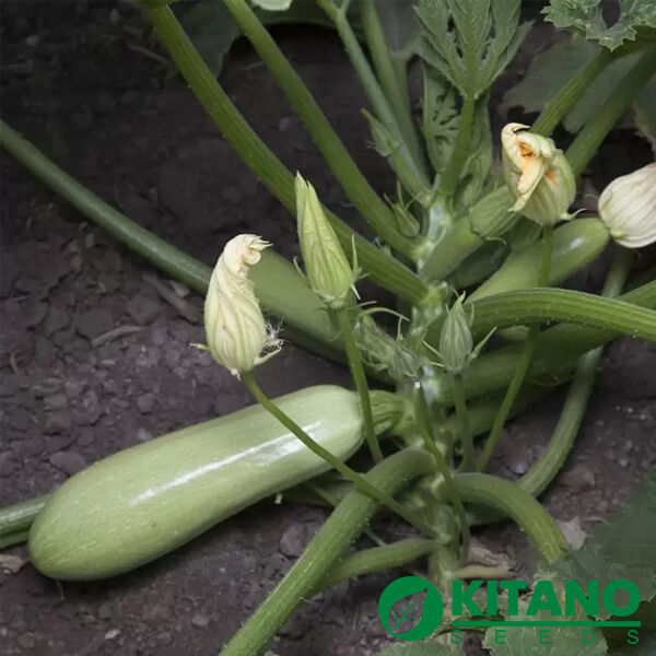 КС 1241 F1 / KS 1241 F1 - семена кабачка, Kitano Seeds