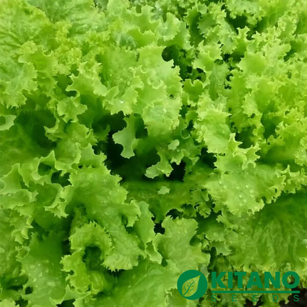 КС 129 F1 / KS 129 F1 - насіння салату, Kitano Seeds