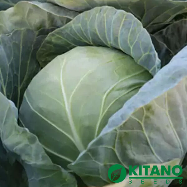 КОМАТІ (КС 15) F1 / KOMATI (KS 15) F1 - насіння білоголової капусти, Kitano Seeds
