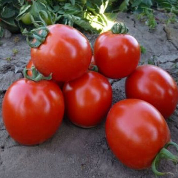 КС 215 F1 / KS 215 F1 - насіння томата (помідор), Kitano Seeds