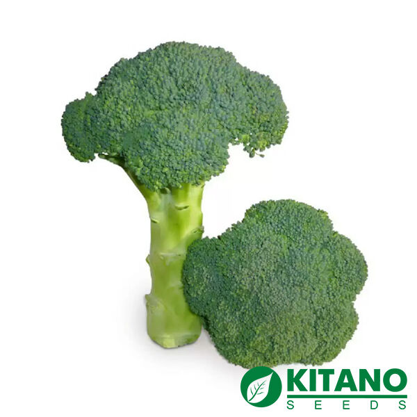 КС 355 F1 / KS 355 F1 - семена капусты броколли, Kitano Seeds