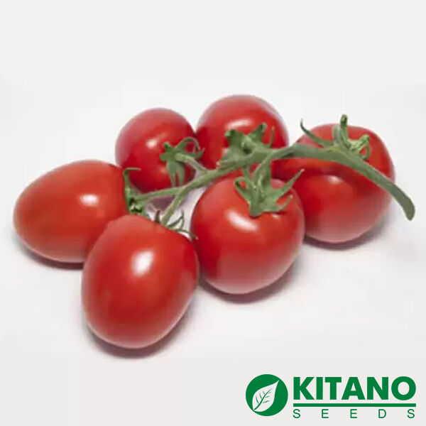 КС 3819 F1 / KS 3819 F1 - насіння томата (помідора), Kitano Seeds