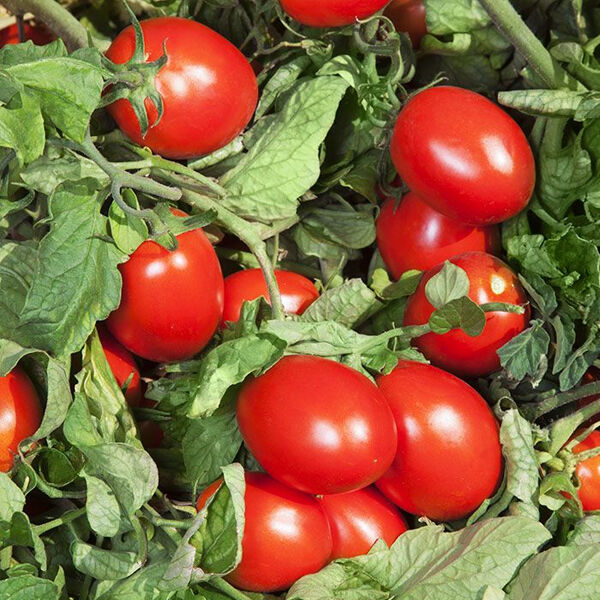 КС 470 F1 / KS 470 F1 - насіння томата (помідор), Kitano Seeds