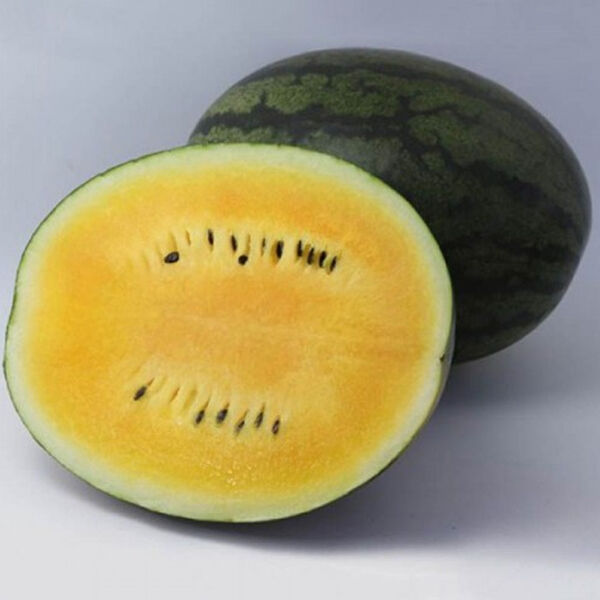 КС 500 F1 / KS 500 F1 - насіння кавуна, Kitano Seeds