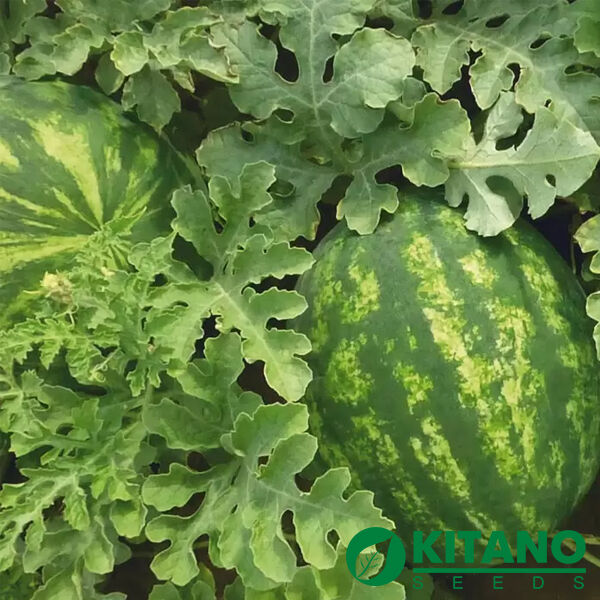 КС 635 F1 / KS 635 F1 - насіння кавуна від Kitano Seeds | Доставка