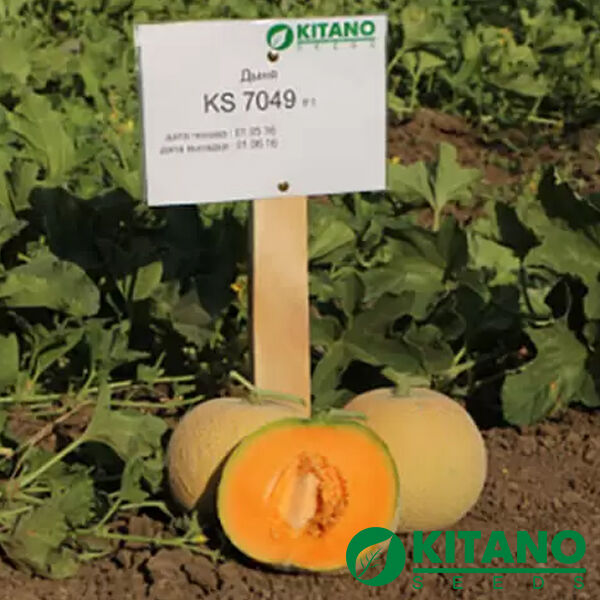 КС 7049 F1 / KS 7049 F1 - насіння дині, Kitano Seeds