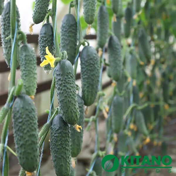 КС 84 F1 / KS 84 F1 - семена огурца, Kitano Seeds