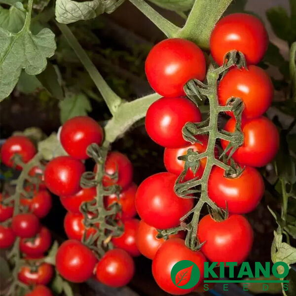 КС 959 F1 / KS 959 F1 - семена томата (помидора), Kitano Seeds